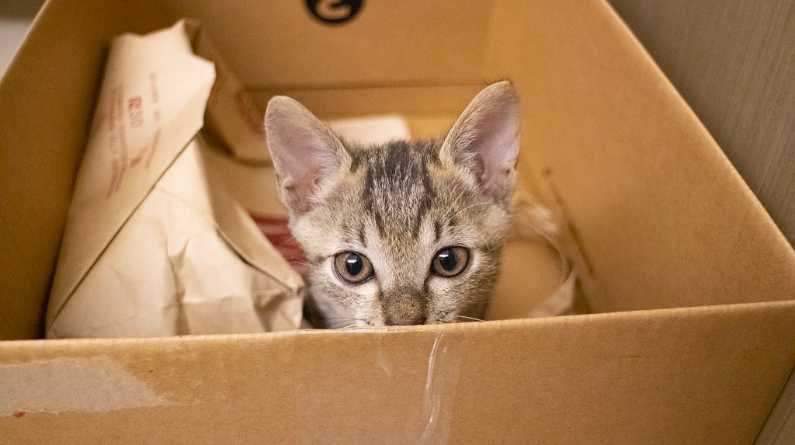 chat assis dans un carton